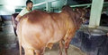 ৭০ হাজার টাকার গরু ২ লাখ টাকা