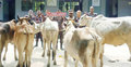 ৫টি গরু ফেলে পালাল তারা