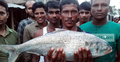 যে কারণে ইলিশটির দাম ১০ হাজার ৩শ টাকা!
