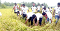 কৃষকদের মুখে হাসি ফোটাতে ধানক্ষেতে ছাত্রলীগ