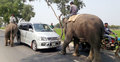 ৫ টাকা দেয়ায় রিকশাচালককে শুঁড়ে তুলে আছাড় দিলো হাতি