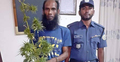 গাঁজা চাষ করেন যুবলীগ নেতা
