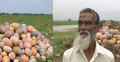 মিষ্টি কুমড়া চাষ করে কোটিপতি আব্দুর রশিদ