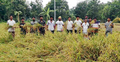নওগাঁয় ১০ কাঠা জমির ধান কেটে দিলেন ছাত্রলীগের কর্মীরা