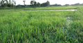 জলাবদ্ধতায় হাজারো বিঘা ফসলি জমি
