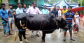 ১১ বছর ধরে বঙ্গবন্ধু-প্রধানমন্ত্রীর নামে গরু কোরবানি করছেন তিনি