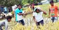 পাবনায় অসহায় কৃষকদের ধান কেটে দিল ছাত্রলীগ