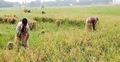 ধান চাষের অর্ধেক টাকাও উঠছে না
