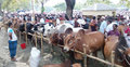 সাতক্ষীরায় জমে উঠেছে পশুর হাট, প্রস্তুত ৫৬ হাজার গরু-ছাগল