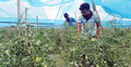 চাকরি না পেয়ে টমেটো চাষ করেই সাবলম্বী সাগর