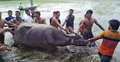 ঢাকা থেকে গিয়ে সেই মহিষকে ধরলেন পশু কর্মকর্তা