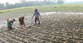 শরীয়তপুরে আলু নিয়ে বিপাকে কৃষক