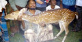 লোকালয় থেকে হরিণ ধরল এলাকাবাসী