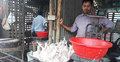 মরা মুরগি জবাই করে বাজারে বিক্রি