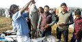 জামাই মেলায় মাছ কেনার প্রতিযোগিতা