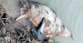 কপোতাক্ষে ভাসছে মৃত ডলফিন