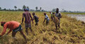 আউশ ধান কাটা-মাড়াইয়ে ব্যস্ত নওগাঁর চাষীরা   