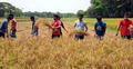 রোজা রেখে কৃষকের ধান কাটলো ছাত্রলীগের নেতা-কর্মীরা