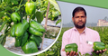 ক্যাপসিকাম চাষে রিপনের মাসে আয় ৫০ হাজার