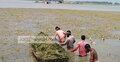 দফায় দফায় বন্যা : ঘুরে দাঁড়াতে পারছেন না কৃষকরা