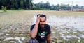 শত্রুতার বিষে পুড়ল কৃষকের ধানক্ষেত