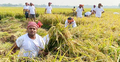 কৃষকের ধান কেটে দিলেন ব্যাংকের কর্মকর্তারা