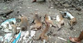 এ কেমন নিষ্ঠুরতা, বিষ খাইয়ে মারা হলো ১১টি বানর