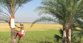 খেজুরের রস সংগ্রহে ব্যস্ত গাছিরা