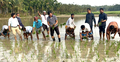 কাদাপানিতে নেমে ধানের চারা রোপণ করলেন এমপি শাওন