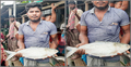 ২ কেজি ৩০০ গ্রাম ওজনের ইলিশ বিক্রি হলো ৩২০০ টাকায়