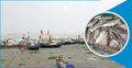 নিষেধাজ্ঞার পর মিলছে না ‘কাঙ্ক্ষিত’ ইলিশ, হতাশ জেলেরা
