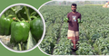 ক্যাপসিকাম এখন ভোলার কৃষকদের গলার কাঁটা