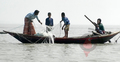 সরকারি চাল না পেয়ে ইলিশ ধরছেন জেলেরা