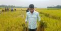 করোনা রোগীর ধান কেটে ঘরে তুলে দিলো ছাত্রলীগ