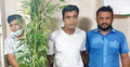 বগুড়ায় গাঁজা চাষের অভিযোগে গ্রেফতার ১