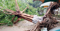 বগুড়ায় ঝড়ে গাছচাপায় কৃষিশ্রমিক নিহত