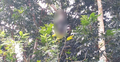 ২০ ফুট উঁচু গাছে ঝুলছিল নিখোঁজ কৃষকের মরদেহ