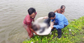 ব্রাহ্মণবাড়িয়ায় দীঘিতে ভেসে উঠলো বৃদ্ধের মরদেহ