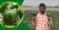 ক্যাপসিকাম চাষে ৪ লাখ টাকা আয়ের আশা
