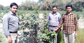 বীজ ছাড়া লেবু চাষে সফল ১৫ যুবক