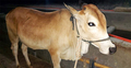 চুরি হওয়া ৩ গরু উদ্ধার করলো গোয়েন্দা পুলিশ
