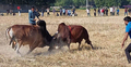মৌলভীবাজারে ষাঁড়ের লড়াই