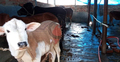স্বাস্থ্য কমপ্লেক্সের ভেতরে গরুর খামার