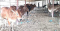 কোয়ারেন্টাইনের নির্দেশনা না মেনে খামারে প্রবাসী