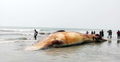 হিমছড়ি সৈকতে ভেসে এল বিশাল আকৃতির মৃত তিমি