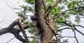 গাছেই যুবকের মর্মান্তিক মৃত্যু