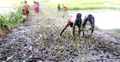 চলাচলের অযোগ্য রাস্তা, ধান রোপণ করে প্রতিবাদ