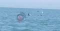 হঠাৎ দেখা গেলো ডলফিনের ঝাঁক