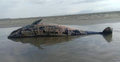 টেকনাফ সৈকতে এবার ভেসে এলো মৃত ডলফিন