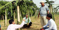 বিদেশি ফল ড্রাগন চাষে সফল মশিউর